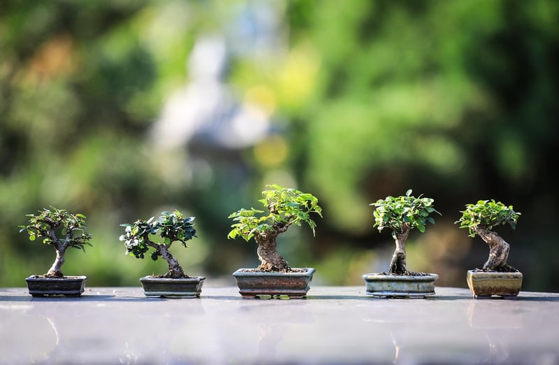 Serene Landscapes
