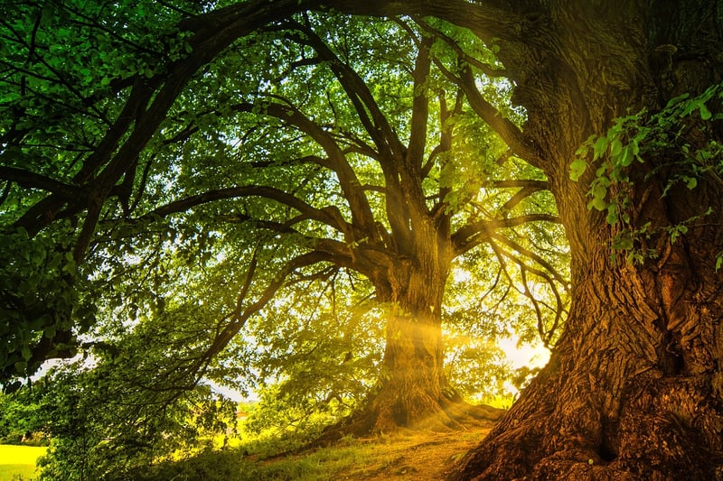 Forest Sunset